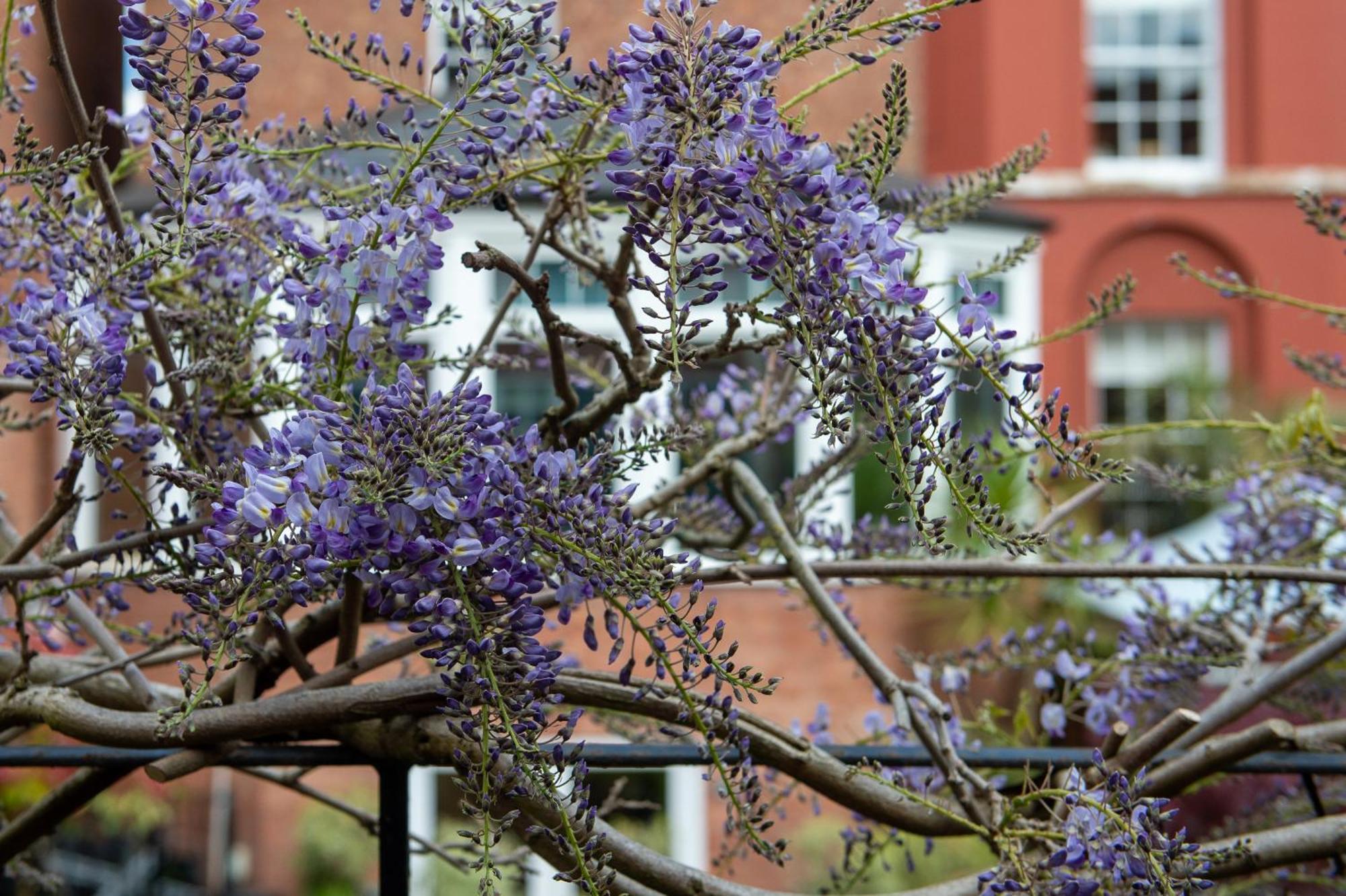 Darwin'S Townhouse Shrewsbury Exterior foto Wisteria sinensis